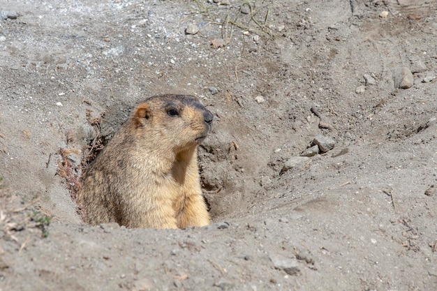 Funny marmot peeking out of a burrow in Himalayas mountain Ladakh India Nature and travel concept