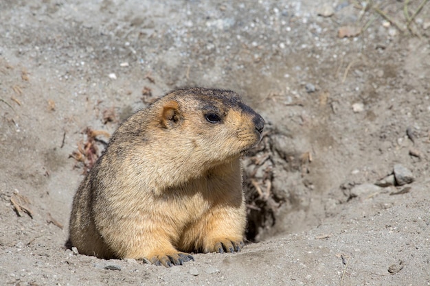 Funny marmot peeking out of a burrow in Ladakh India