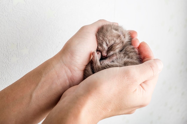 Funny newborn tabby kitten Scottish Fold lies in female hands and sweetly asleep, curled up