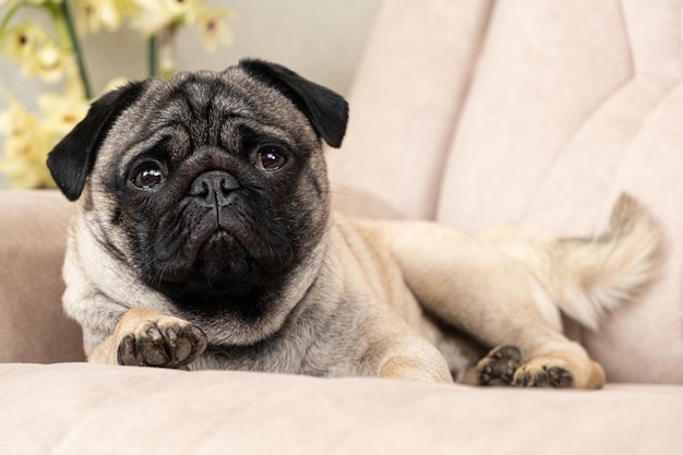 A funny oneyearold pug lies on a light beige sofa