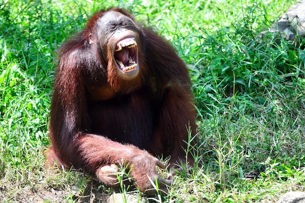 Funny Orang Utan yawning and showing bad teeth