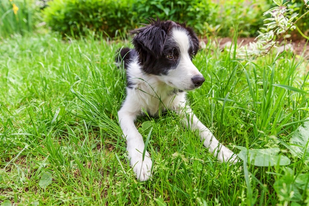 Funny outdoor portrait of cute border collie lying down on green grass