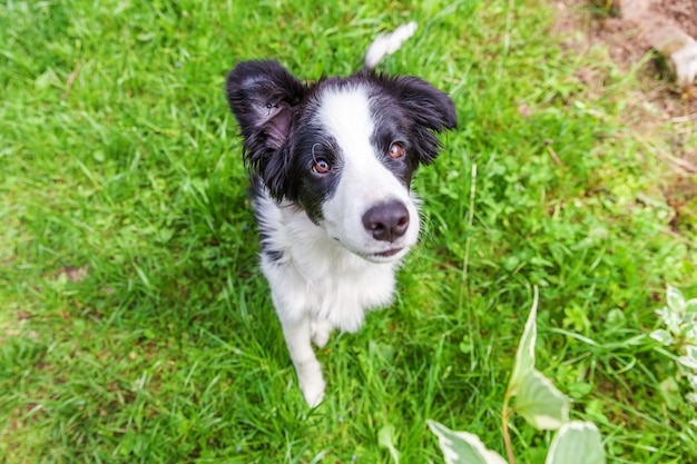 Funny outdoor portrait of cute border collie sitting on green grass