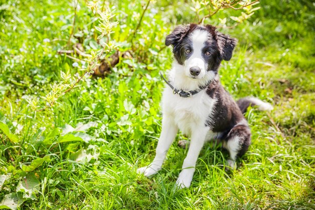 Funny outdoor portrait of cute puppy border collie sitting on grass background new lovely member of