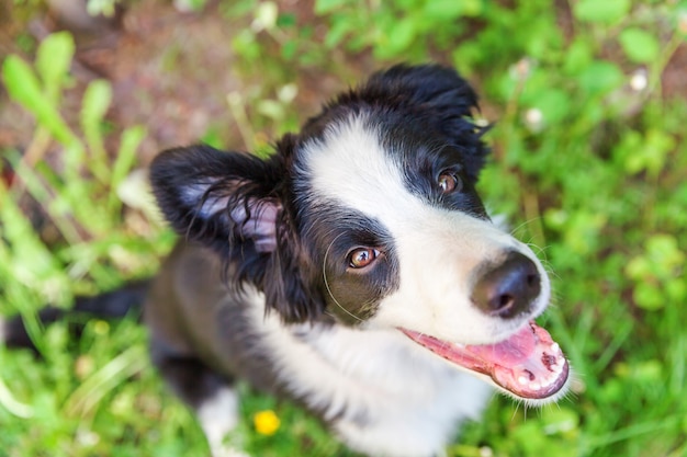 Funny outdoor portrait of cute smiling border collie sitting on green grass in park