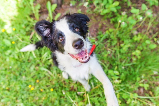 Funny outdoor portrait of cute smiling border collie sitting on green grass in park