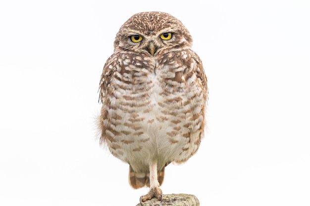 A funny owl standing on one foot