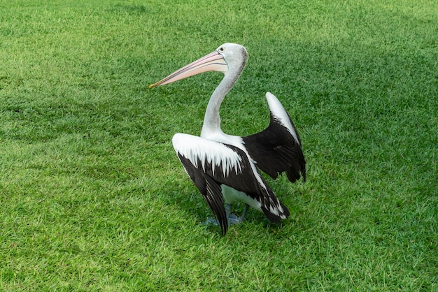 Funny pelican in a fighting pose on the green grass