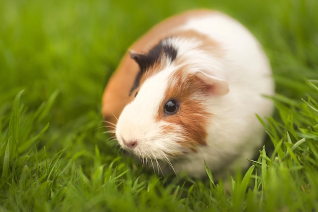 Funny pet guinea pig eating fresh grass in the garden outdoors