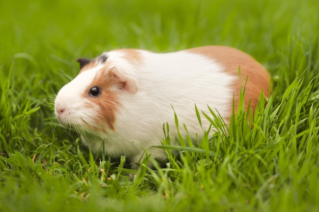 Funny pet guinea pig eating fresh grass in the garden outdoors