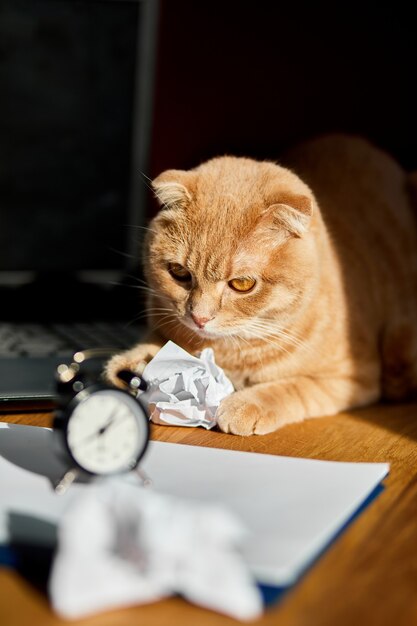 Funny playful cat lying on office desk in sunlight, home workplace