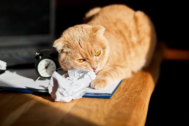 Funny playful cat playing with crumpled paper balls on office desk in sunlight, home workplace.