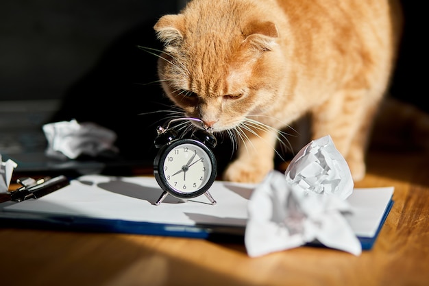 Funny playfull cat playing with crumpled paper balls on office desk in sunlight, home workplace.