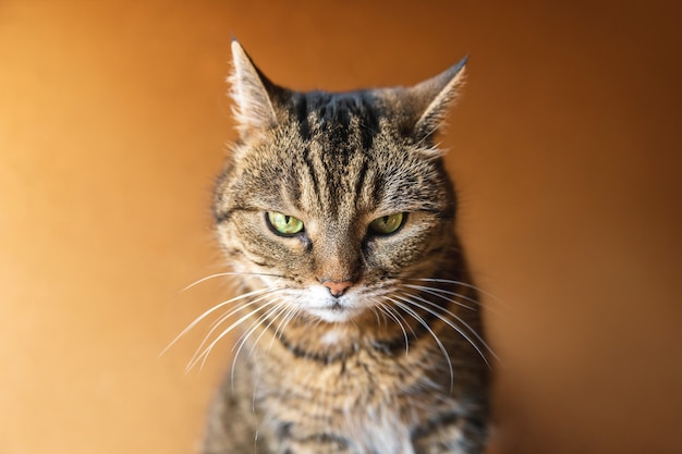 Funny portrait arrogant short-haired domestic tabby cat posing on dark brown background. Little kitten playing resting at home indoor. Pet care and animal life concept.