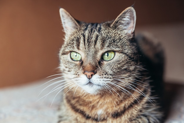 Funny portrait arrogant short-haired domestic tabby cat relaxing at home indoors