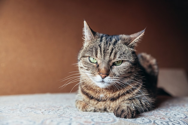 Funny portrait arrogant short-haired domestic tabby cat relaxing at home indoors