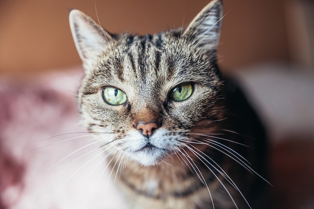 Funny portrait arrogant short-haired domestic tabby cat relaxing at home