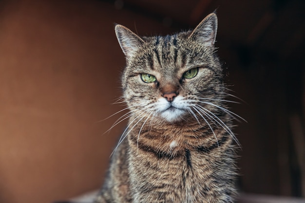 Funny portrait arrogant short-haired domestic tabby cat relaxing at home