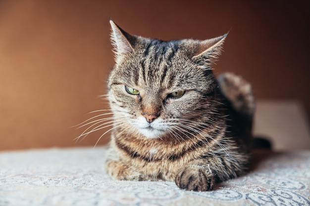 Funny portrait arrogant short-haired domestic tabby cat relaxing at home