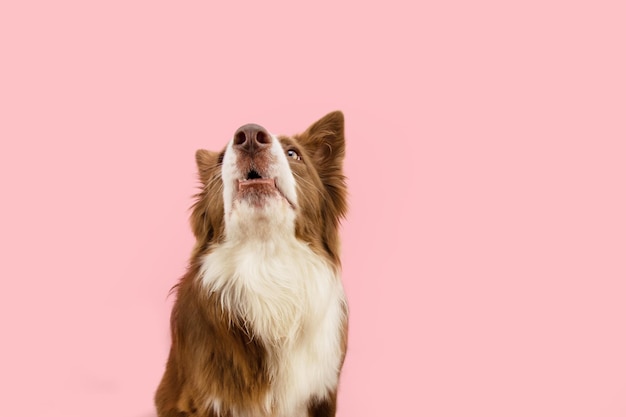 Funny portrait brown border collie with surprised and shocked expression face Isolated on pink pastel background