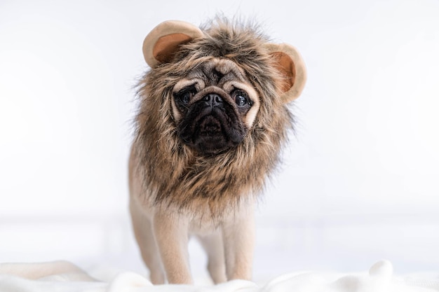 Funny portrait cute funny pug dog in lion carnival costume looking at camera Christmas domestic pets