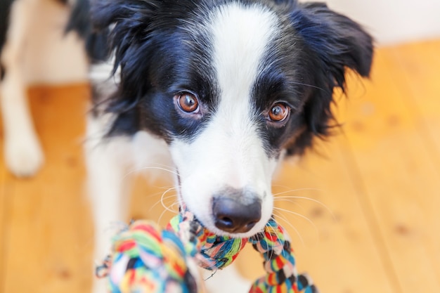 Funny portrait of cute puppy dog border collie holding colorful rope toy in mouth 