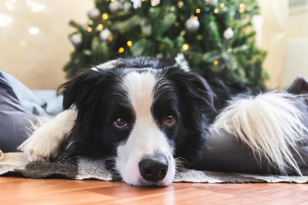 Funny portrait of cute puppy dog border collie lying down near christmas tree at home indoors prepar