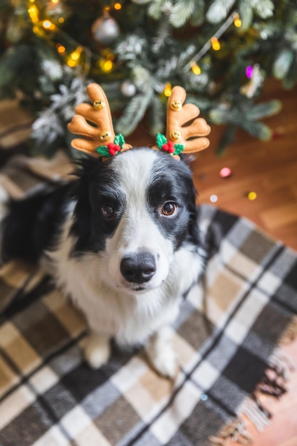 Funny portrait of cute puppy dog border collie wearing christmas costume deer horns hat near christm