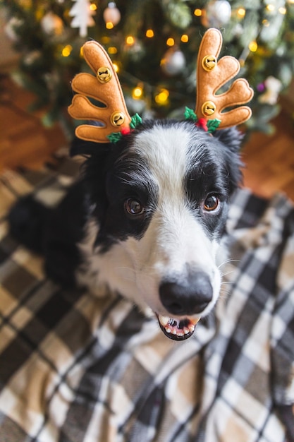 Photo funny portrait of cute puppy dog border collie wearing christmas costume deer horns hat near christm...