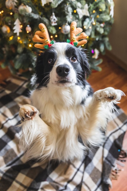 Funny portrait of cute puppy dog border collie wearing christmas costume deer horns hat near christm...