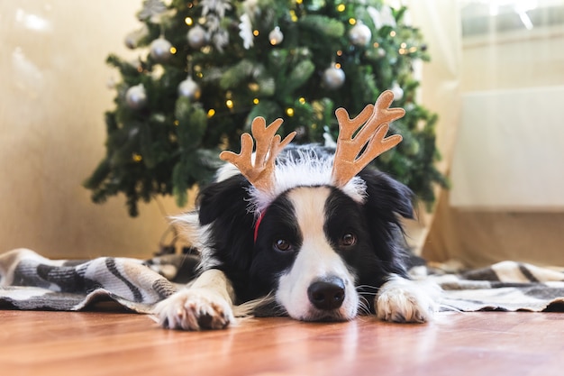 Funny portrait of cute puppy dog border collie wearing christmas costume deer horns hat near christm...