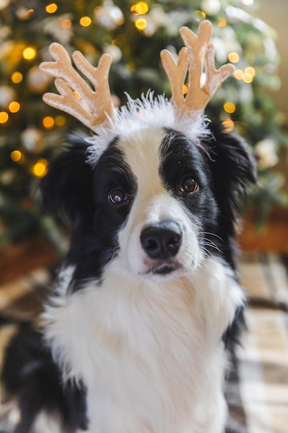 Funny portrait of cute puppy dog border collie wearing Christmas costume deer horns hat near christmas tree at home indoors background Preparation for holiday Happy Merry Christmas concept