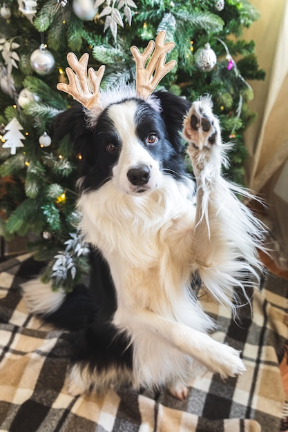 Funny portrait of cute puppy dog border collie wearing Christmas costume deer horns hat near christmas tree at home indoors background. Preparation for holiday. Happy Merry Christmas concept.