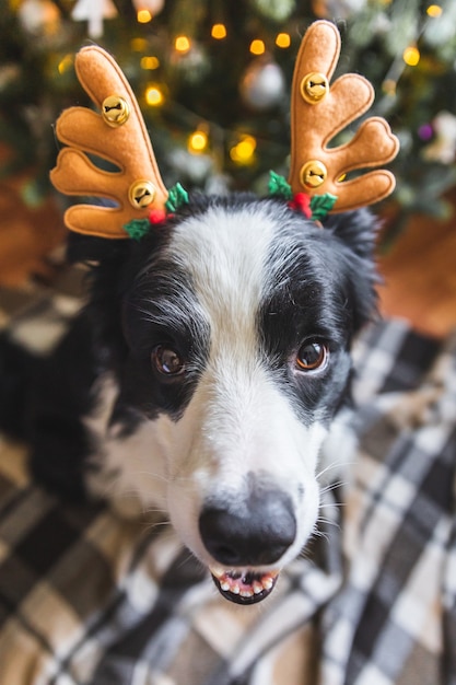 Photo funny portrait of cute puppy dog border collie wearing christmas costume deer horns hat near christmas tree at home indoors background. preparation for holiday. happy merry christmas concept.