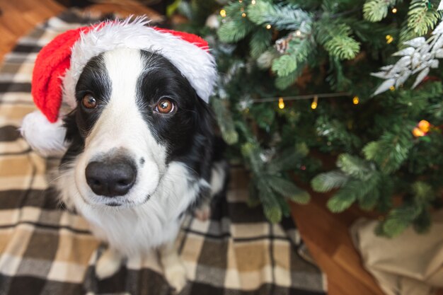 Funny portrait of cute puppy dog border collie wearing Christmas costume red Santa Claus hat near christmas tree at home indoors background. Preparation for holiday. Happy Merry Christmas concept.