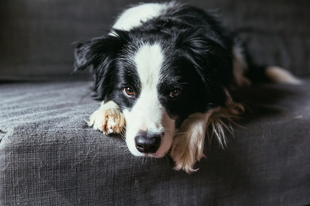 Funny portrait of cute smiling puppy dog border collie on couch indoors