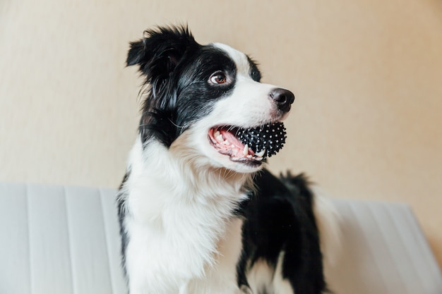 Funny portrait of cute smiling puppy dog border collie playing with toy ball on couch indoors. New lovely member of family little dog at home gazing and waiting. Pet care and animals concept.