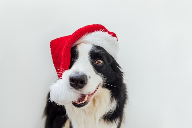 Funny portrait of cute smiling puppy dog border collie wearing christmas costume red santa claus hat...