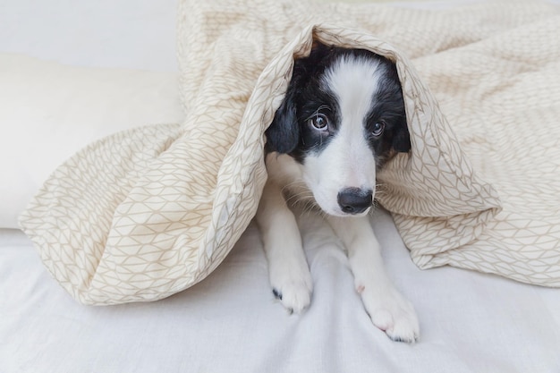 Funny portrait of cute smilling puppy dog border collie in bed at home