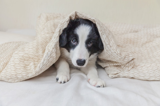 Funny portrait of cute smilling puppy dog border collie in bed at home