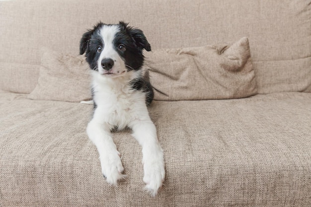 Funny portrait of cute smilling puppy dog border collie on couch at home Pet care and animals concept