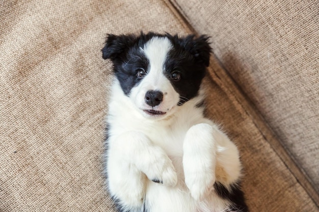 Funny portrait of cute smilling puppy dog border collie on couch. New lovely member of family little dog at home gazing and waiting. Pet care and animals concept