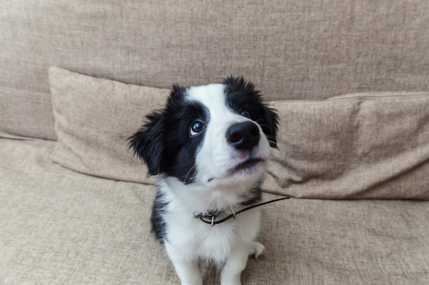 Funny portrait of cute smilling puppy dog border collie at home on couch waiting for reward