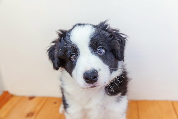 Funny portrait of cute smilling puppy dog border collie at home