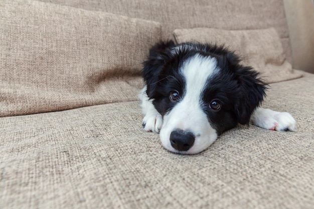 Funny portrait of cute smilling puppy dog border collie at home