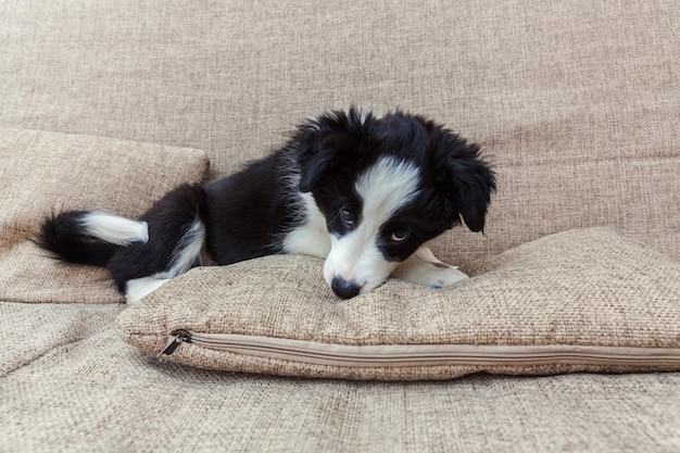 Funny portrait of cute smilling puppy dog border collie at home