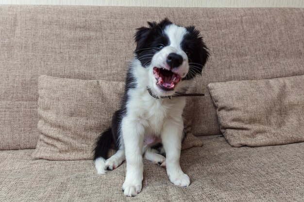 Funny portrait of cute smilling puppy dog border collie at home