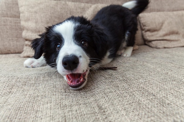 Funny portrait of cute smilling puppy dog border collie at home