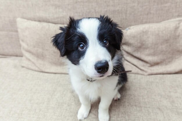 Funny portrait of cute smilling puppy dog border collie at home