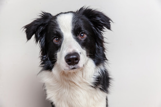 Funny portrait of cute smilling puppy dog border collie isolated on white. New lovely member of family little dog gazing and waiting for reward. Funny pets animals life concept.